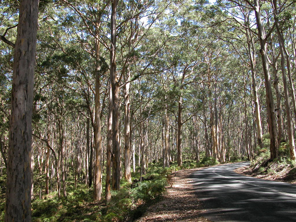 Eucalyptus Timber Tree of Western Australia